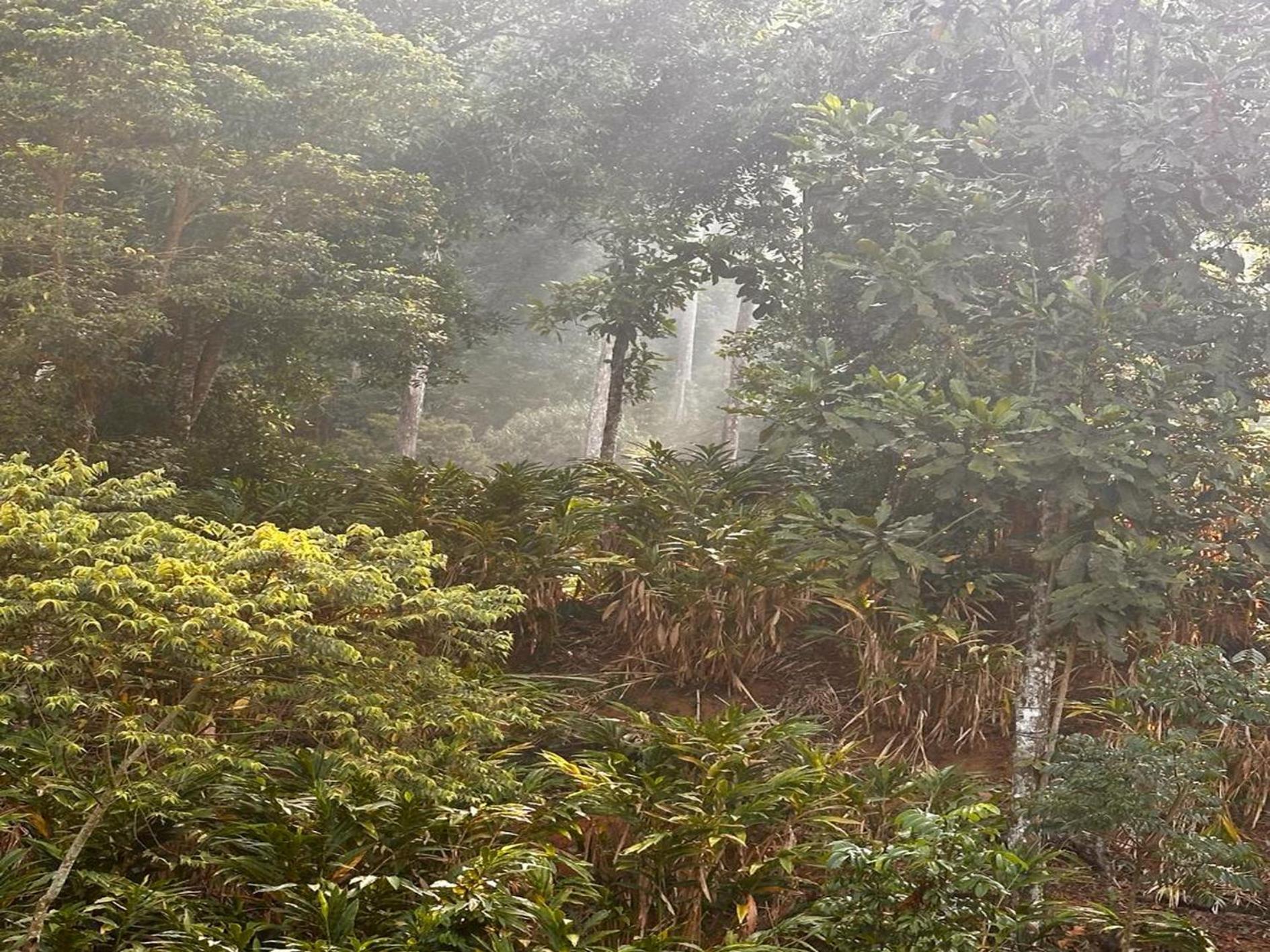 Falling Waters Munnar Dış mekan fotoğraf